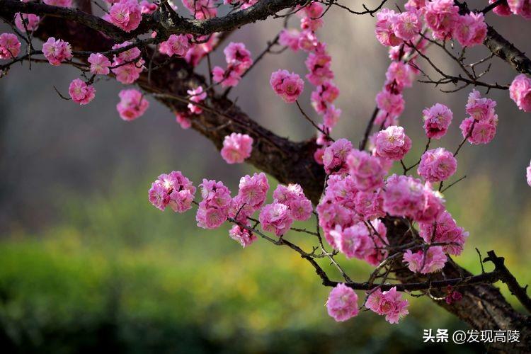 广西梅花协会最新动态及其影响力概述